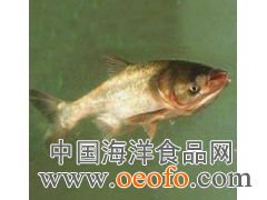 供應(yīng)鮮活水產(chǎn)品，優(yōu)選鳙魚(yú)與大頭寶，盡在東港市黃海水產(chǎn)品批發(fā)市場(chǎng)利源海鮮商行
